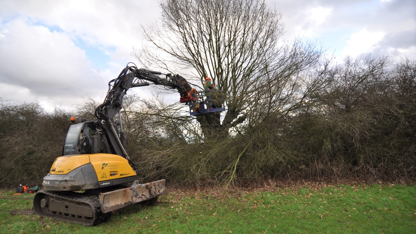 Boomhakken in het veld